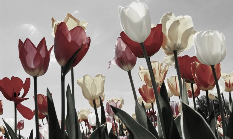 Nederlandse plus size modellen